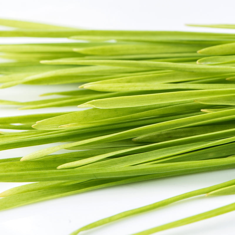 Wheatgrass microgreens