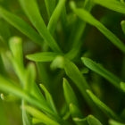 Wheatgrass microgreens