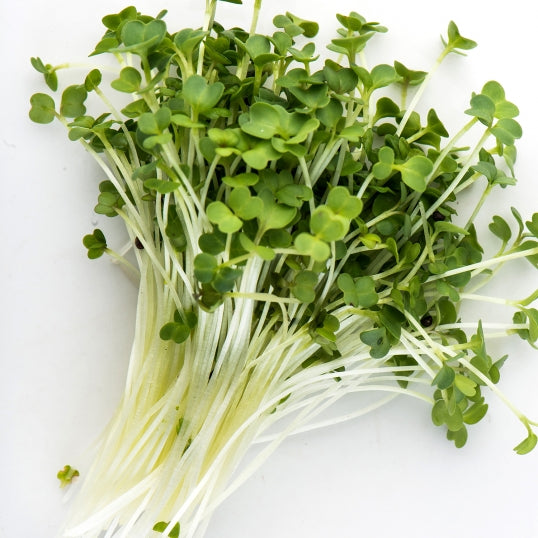 Broccoli Microgreens