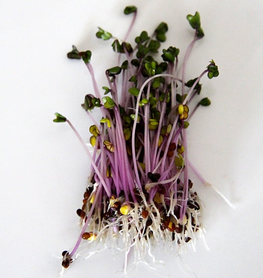 Cabbage Microgreens