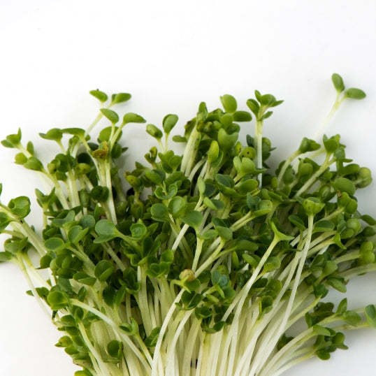 Kale Microgreens