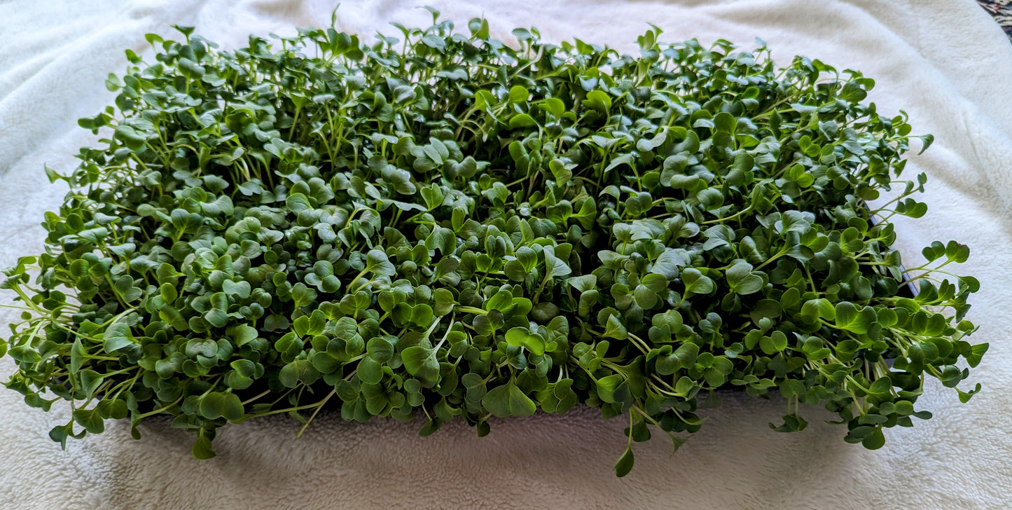 Radish Microgreens