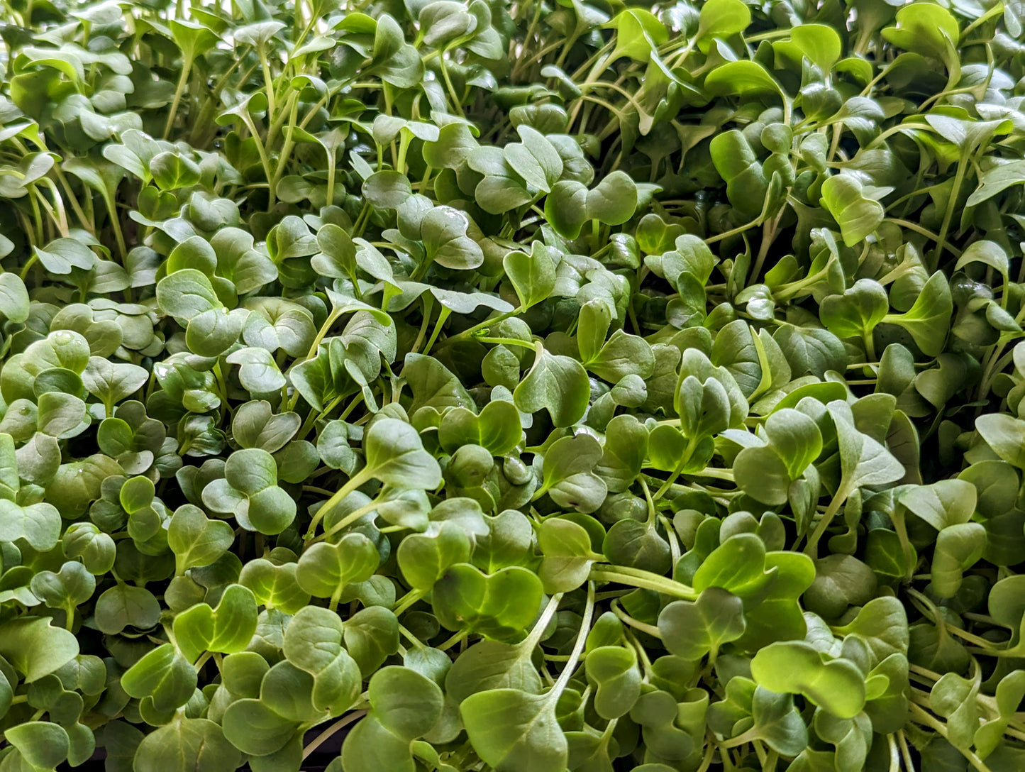 Radish Microgreens