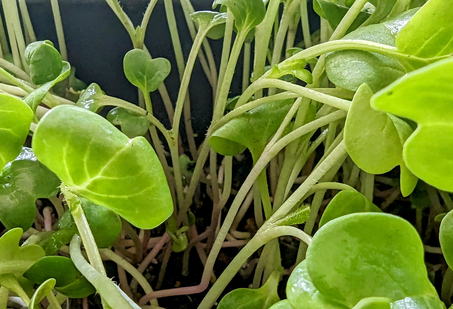 Radish Microgreens