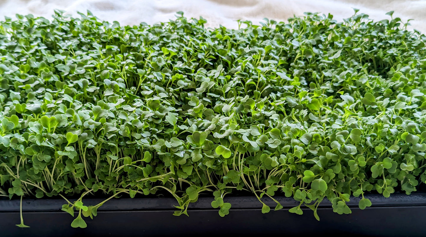 Broccoli Microgreens