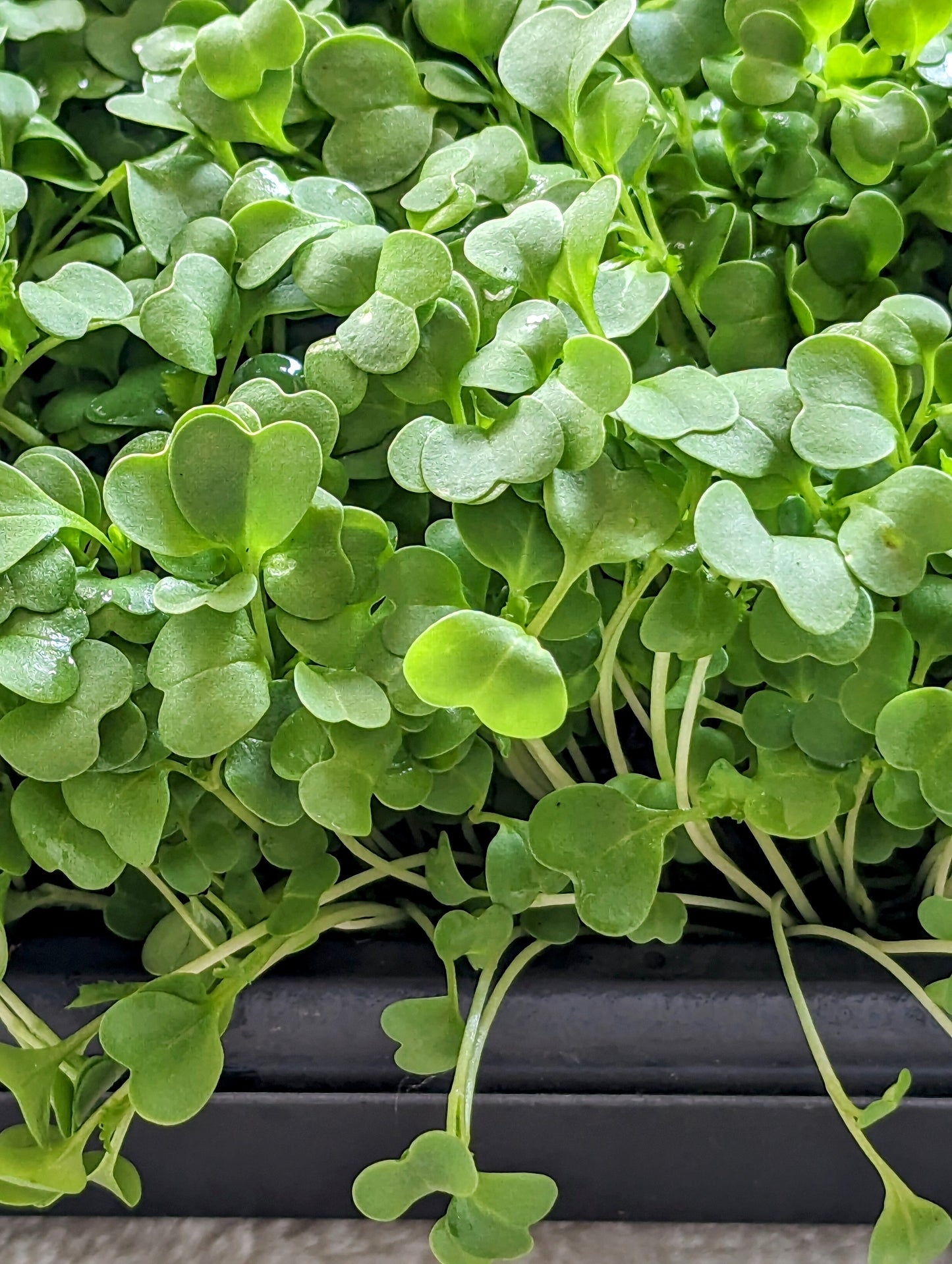 Broccoli Microgreens