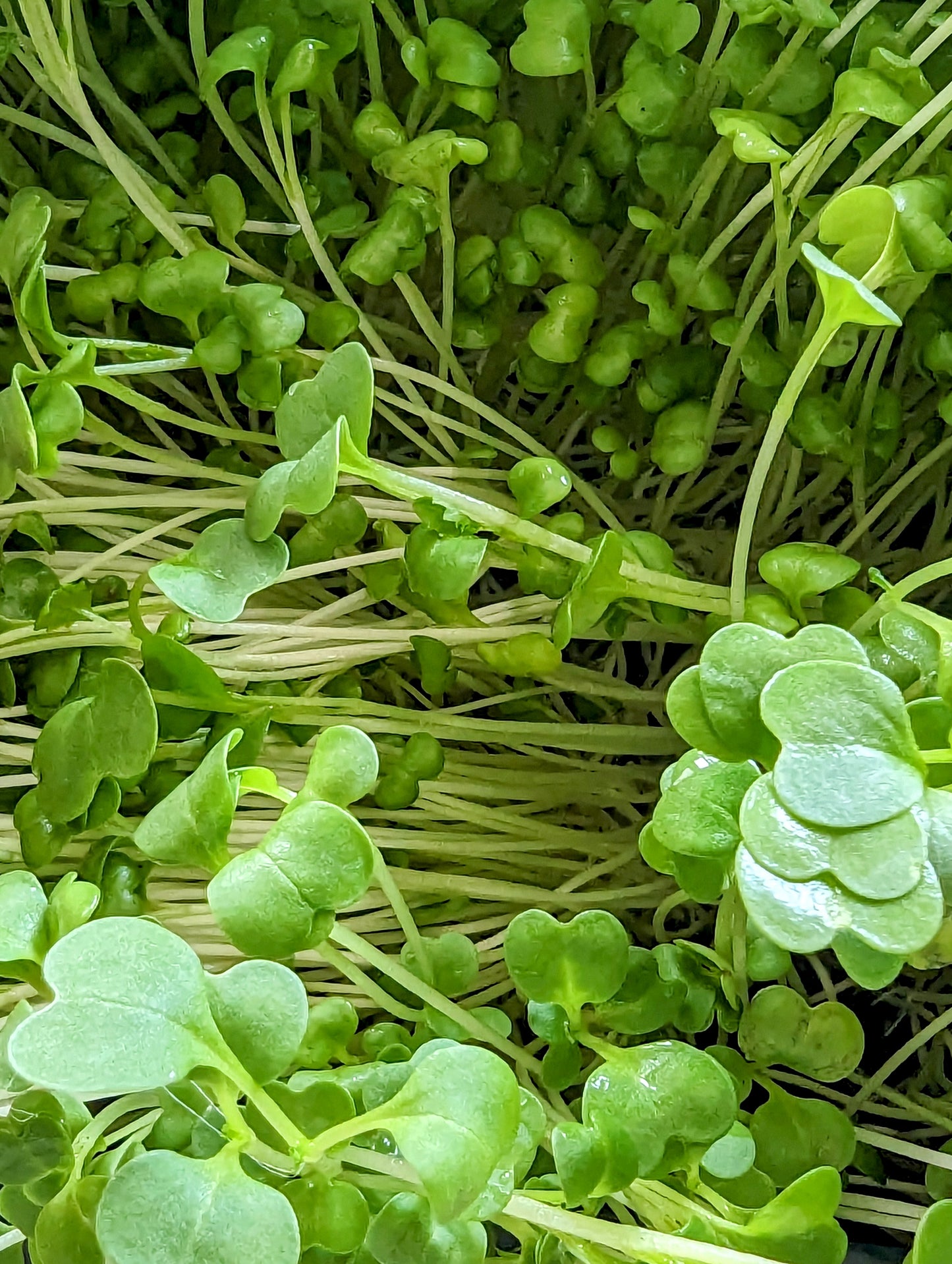 Broccoli Microgreens