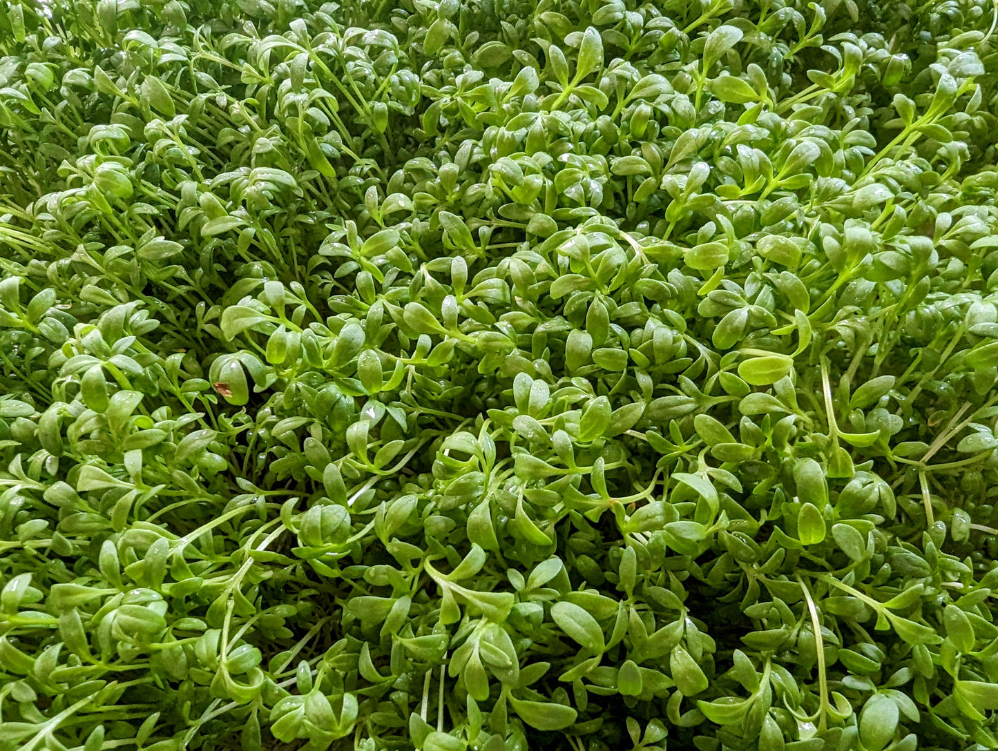 Curly Cress (Garden Cress)