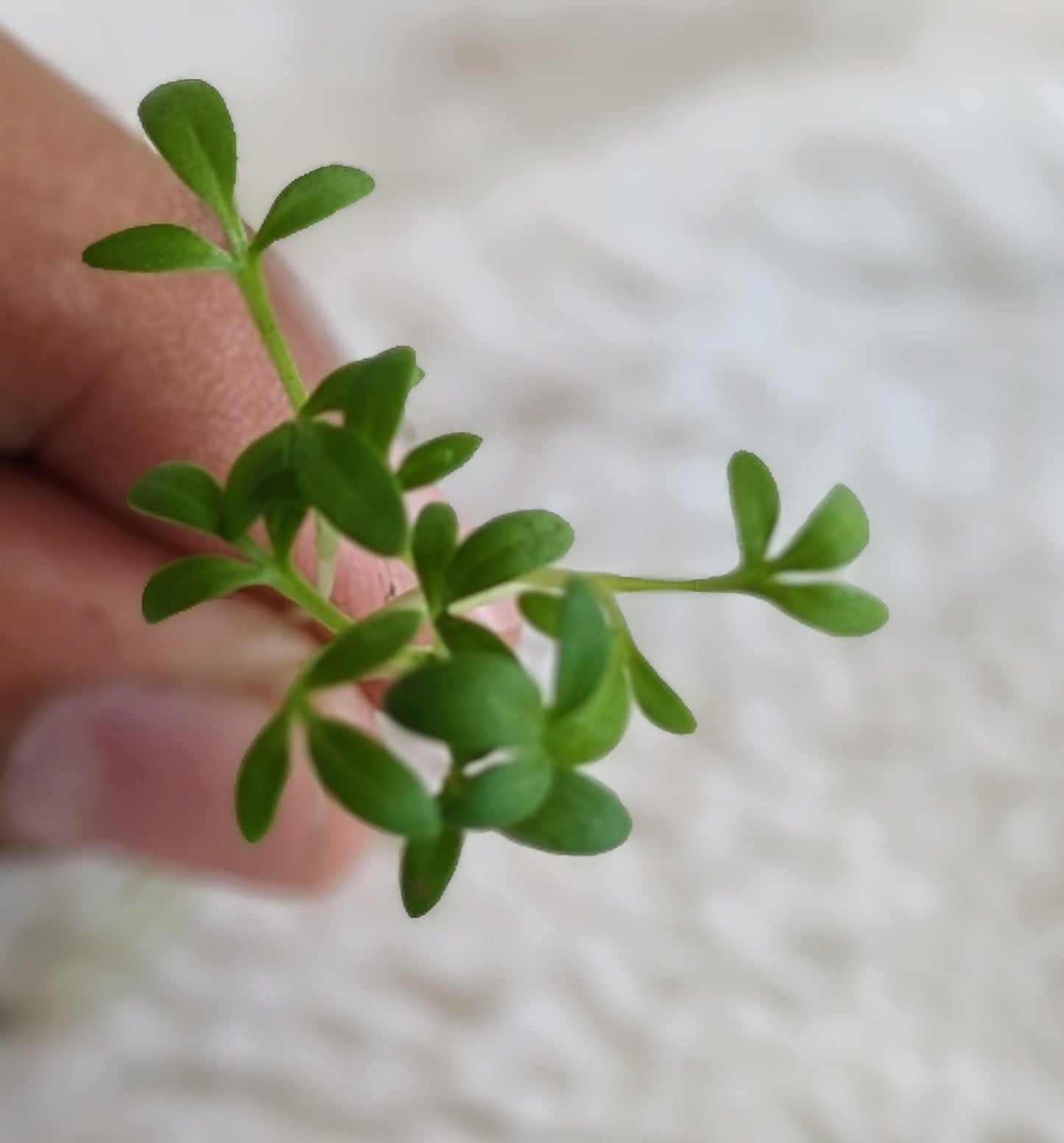 Curly Cress (Garden Cress)