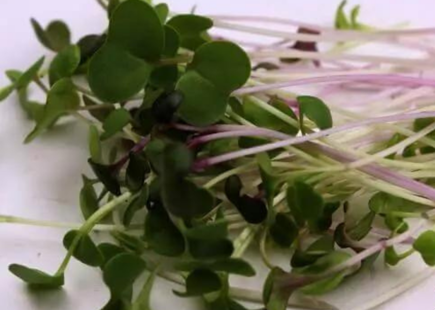 Mighty Microgreen Pet Mix