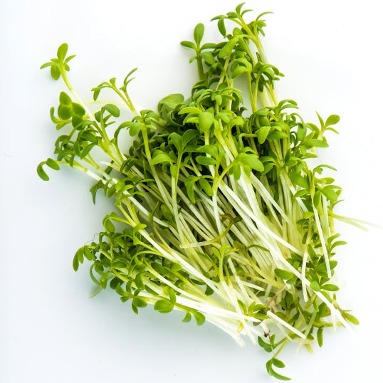 Curly Cress (Garden Cress)