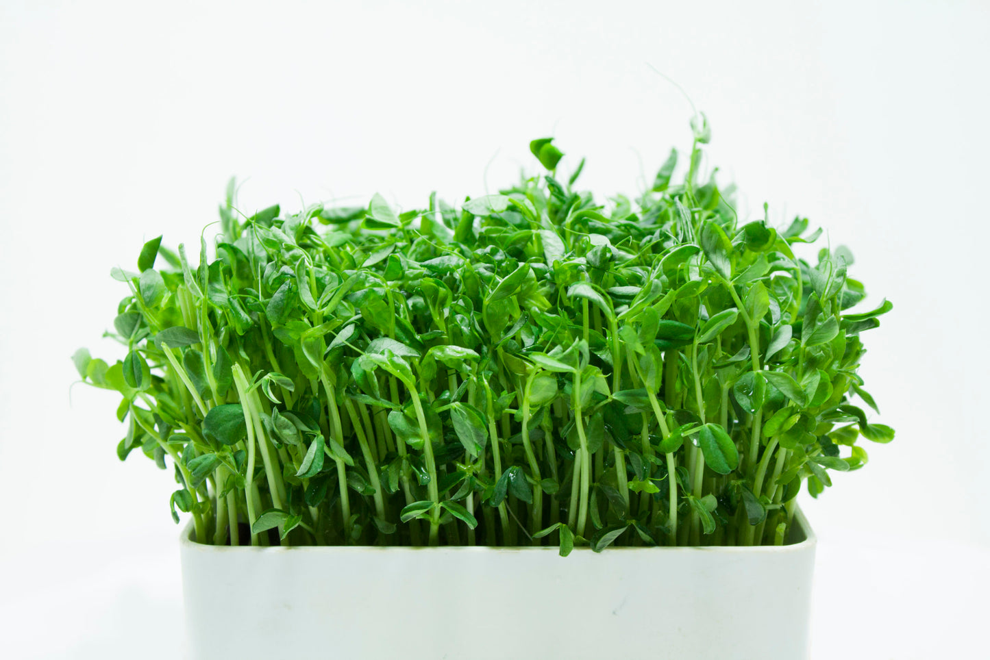 Pea shoots Microgreens