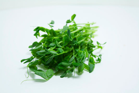 Pea shoots Microgreens