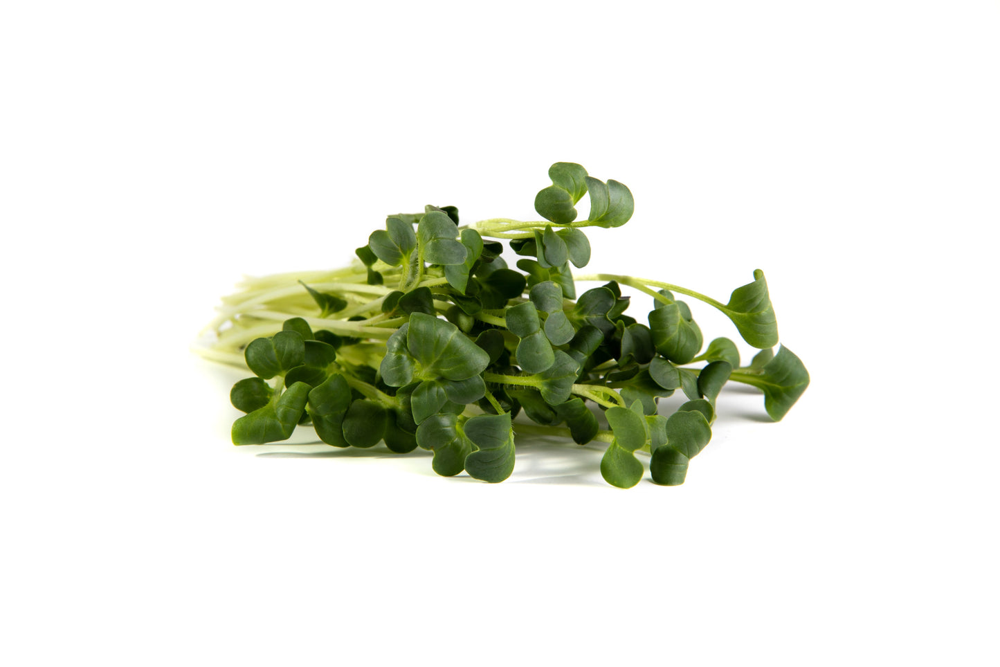 Radish Microgreens