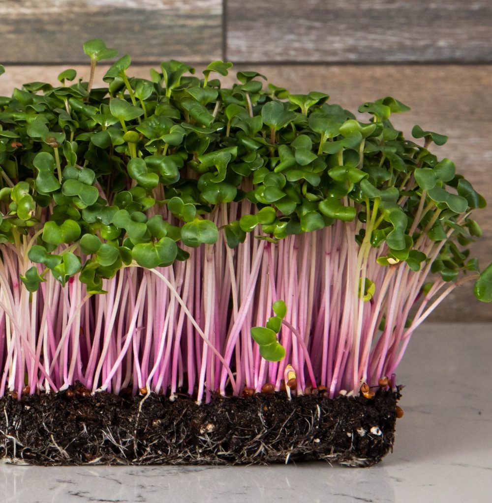 Radish Microgreens