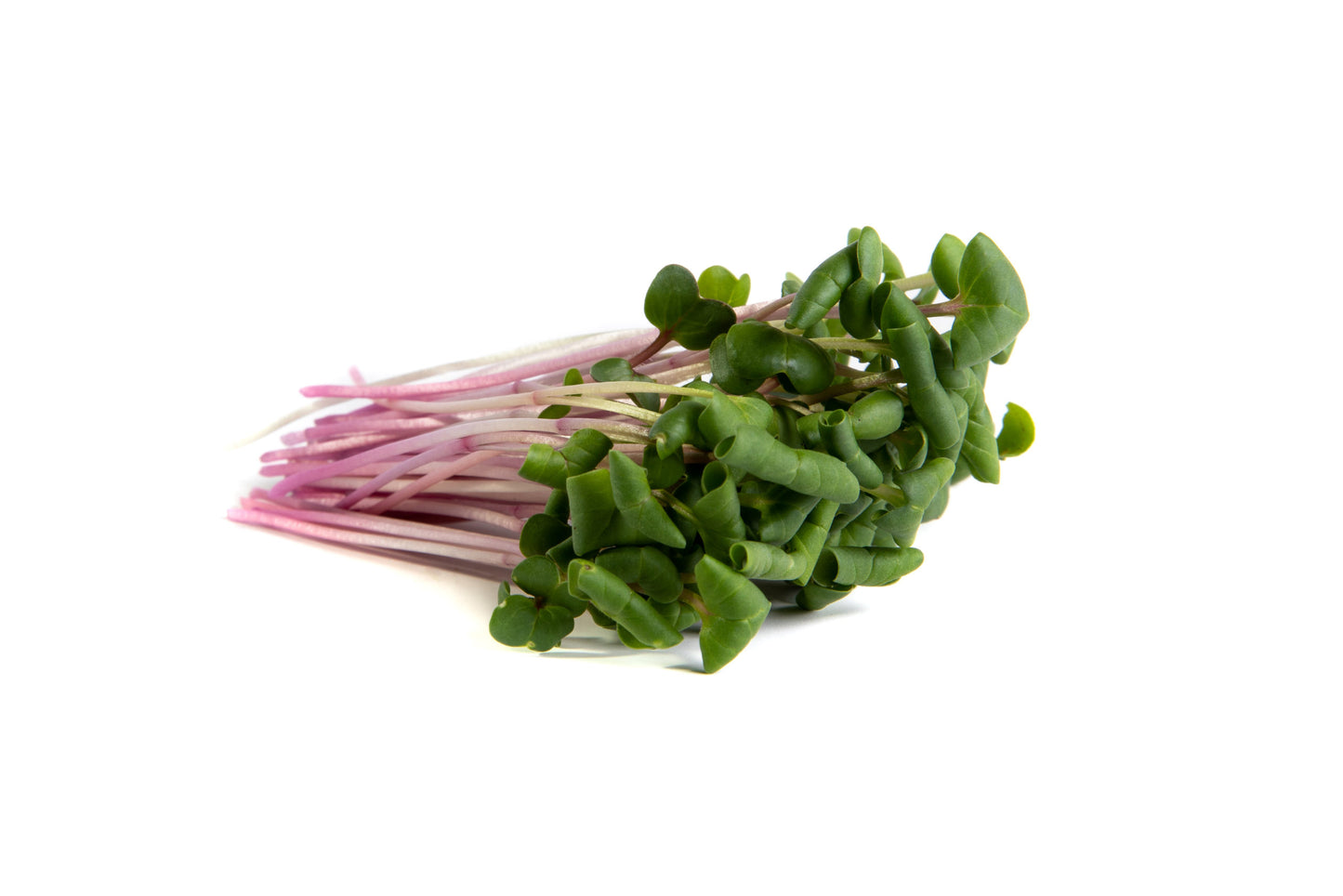 Radish Microgreens