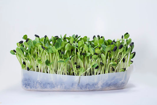 Sunflower Microgreens