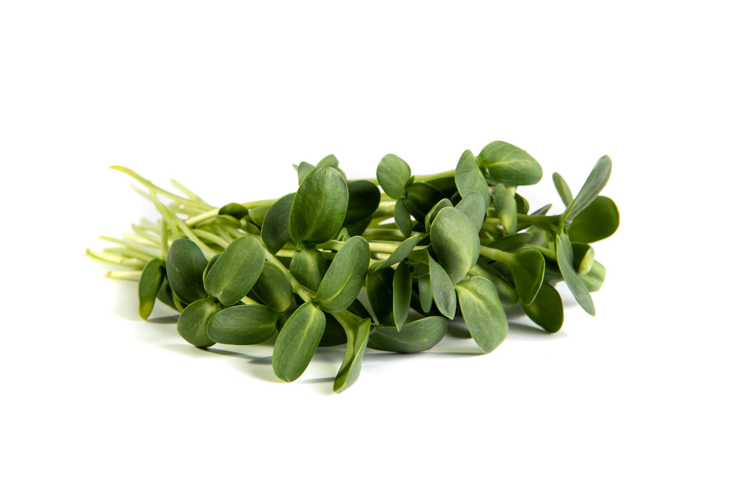 Sunflower Microgreens